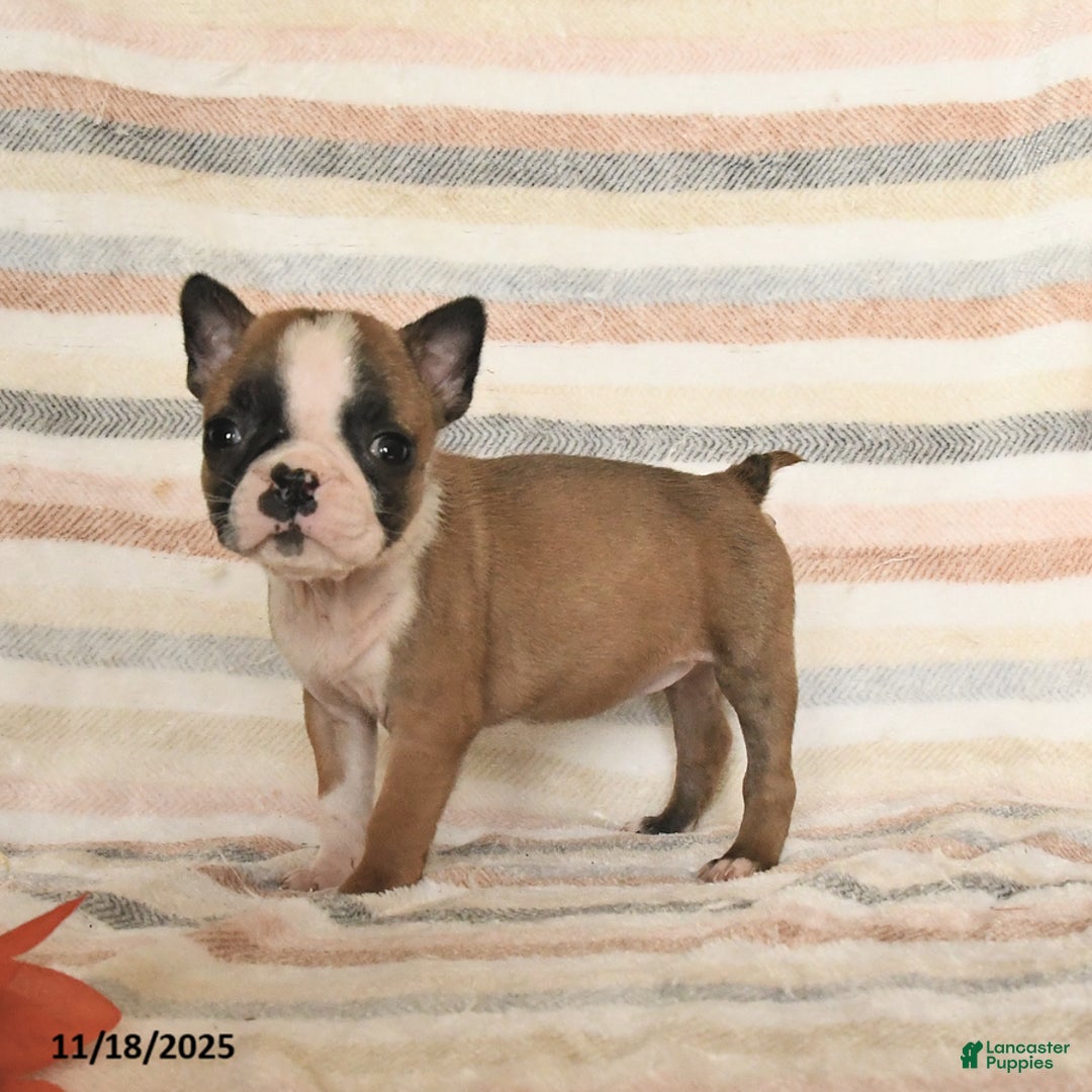 Boston Terrier dogs for sale: Daisy - Ad 1