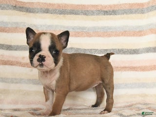Boston Terrier dogs Daisy - Ad 21