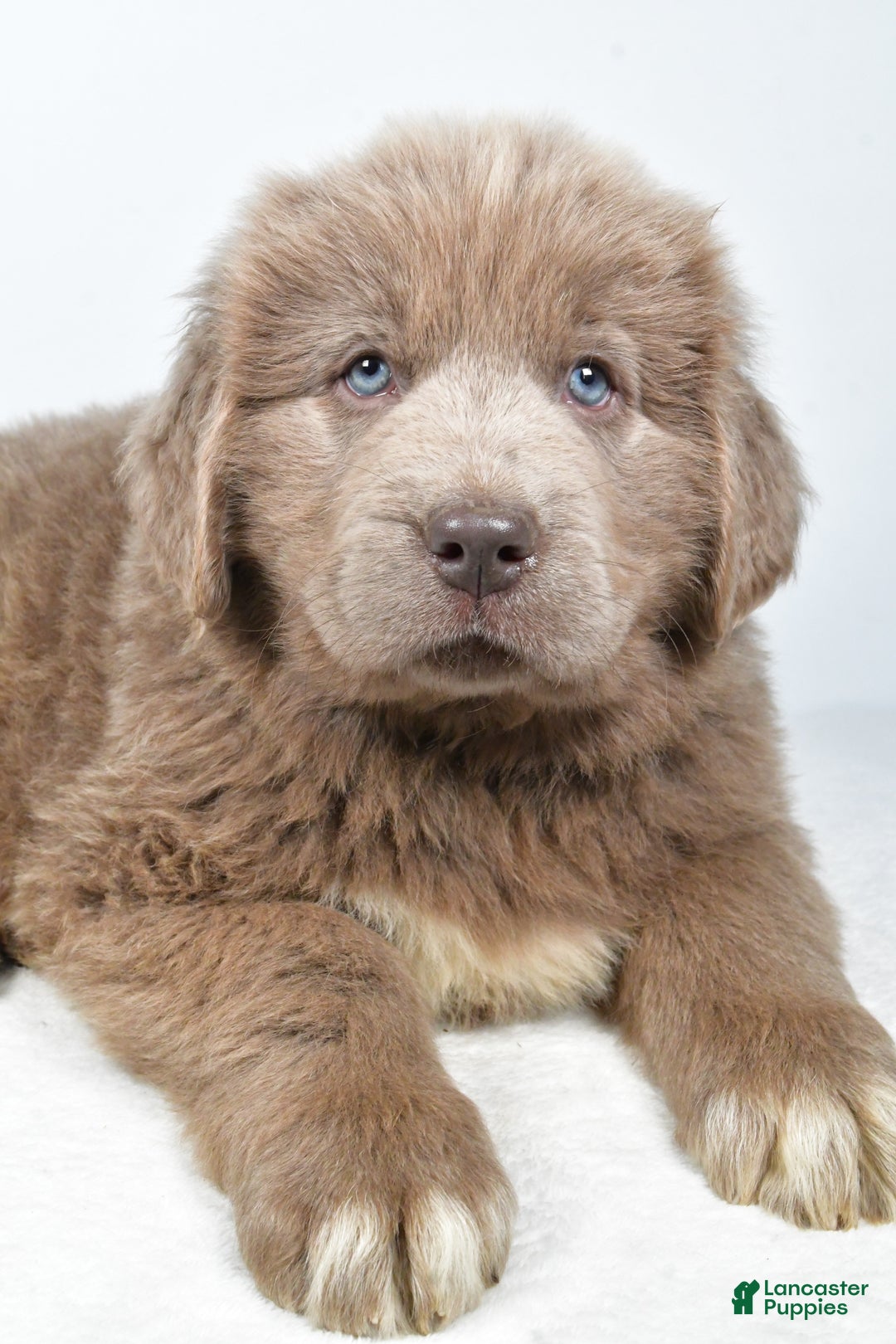 Newfoundland dogs for sale: Denver - Ad 7