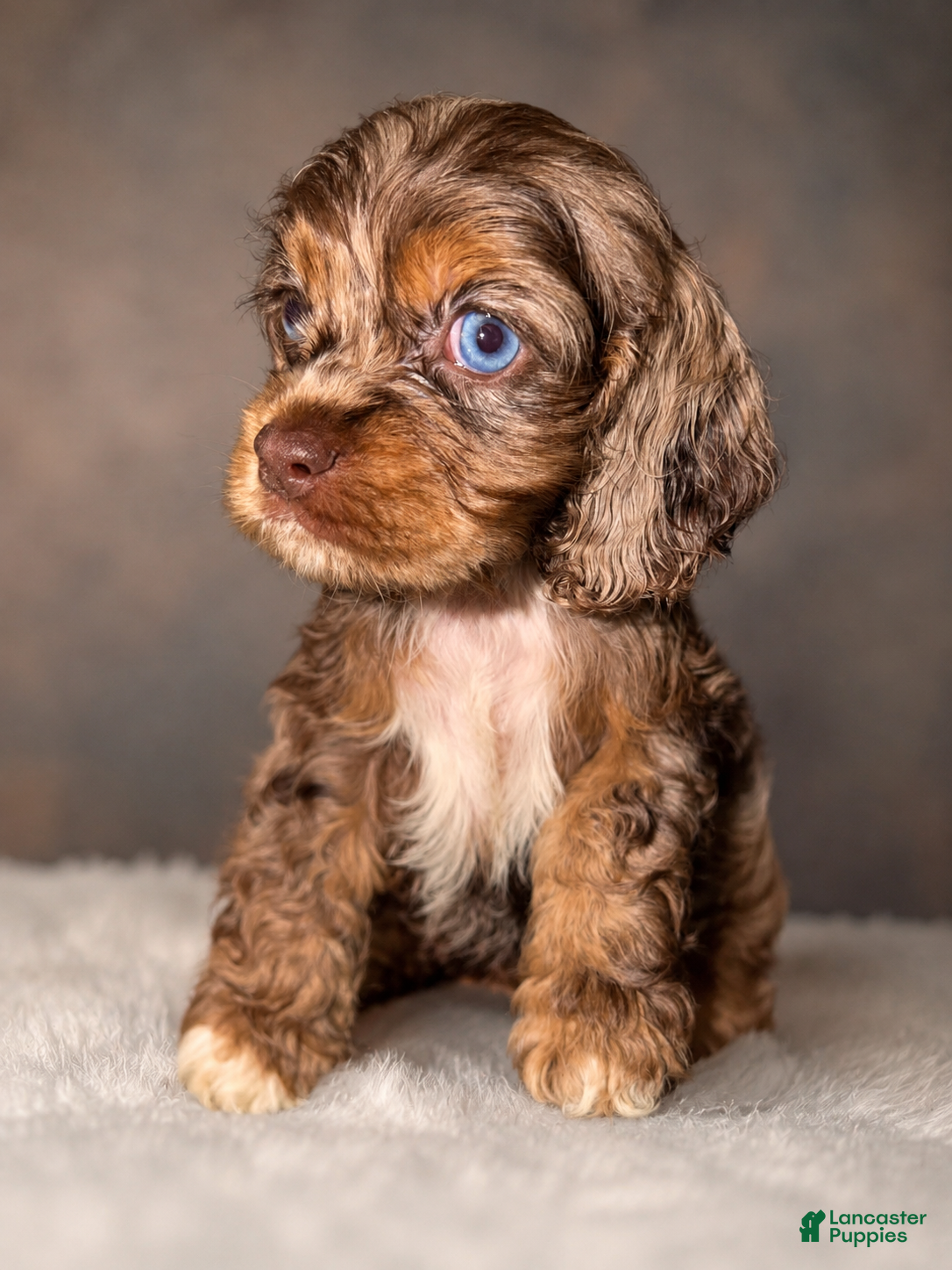 Cocker Spaniel dogs Tucker - Ad 41