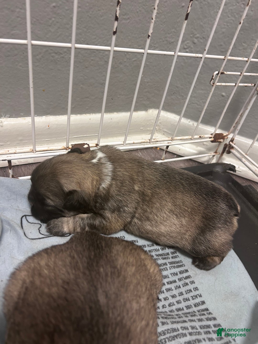 French Bulldog dogs for sale: French Bulldog Puppy  - Ad 2