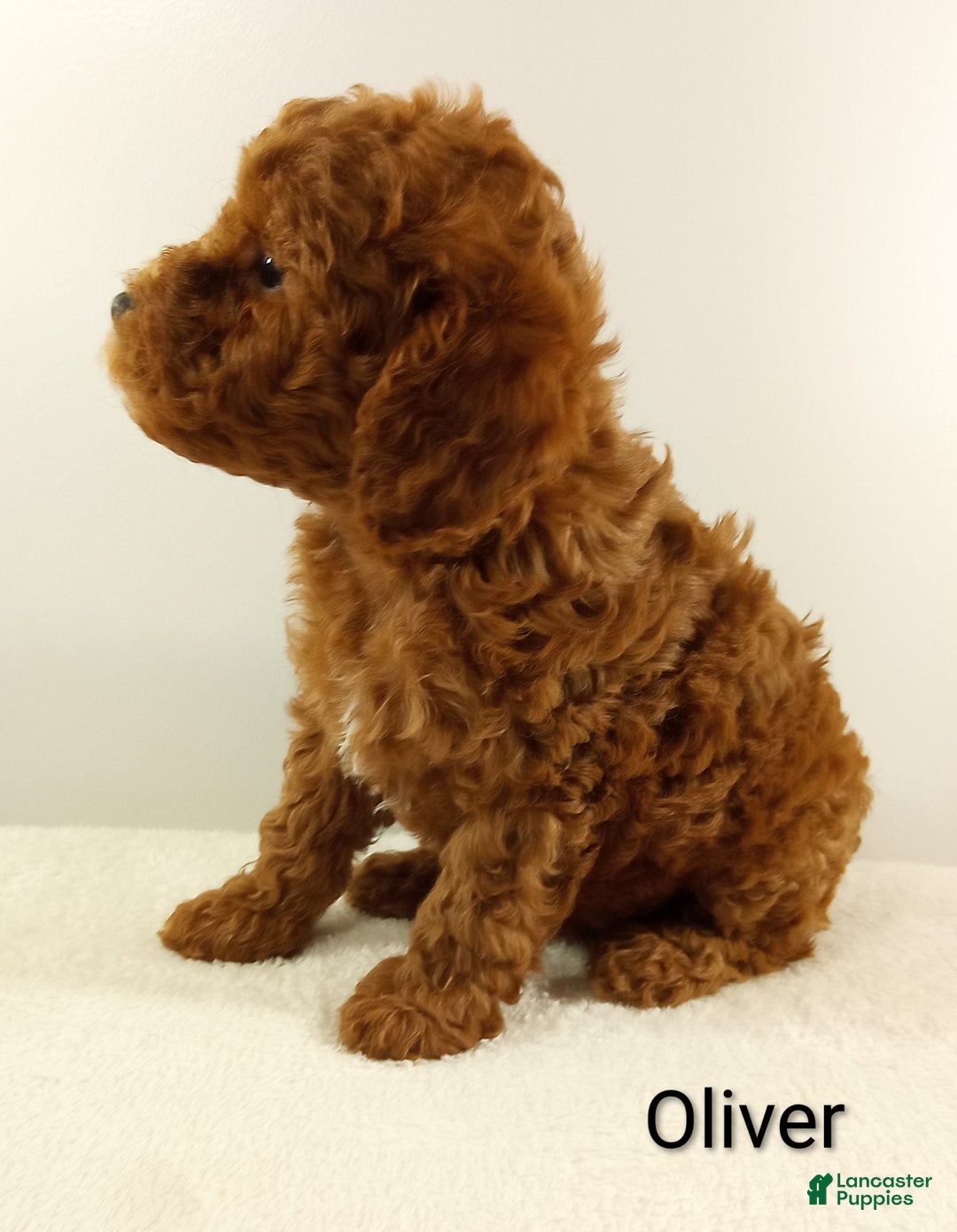 Toy Poodle dogs for sale: Oliver-AKC  - Ad 3