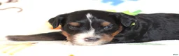 Mini Bernedoodle dogs for sale: Alson - Ad 4