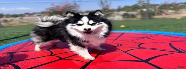Koda