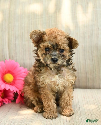 Gallery Image {{count}}