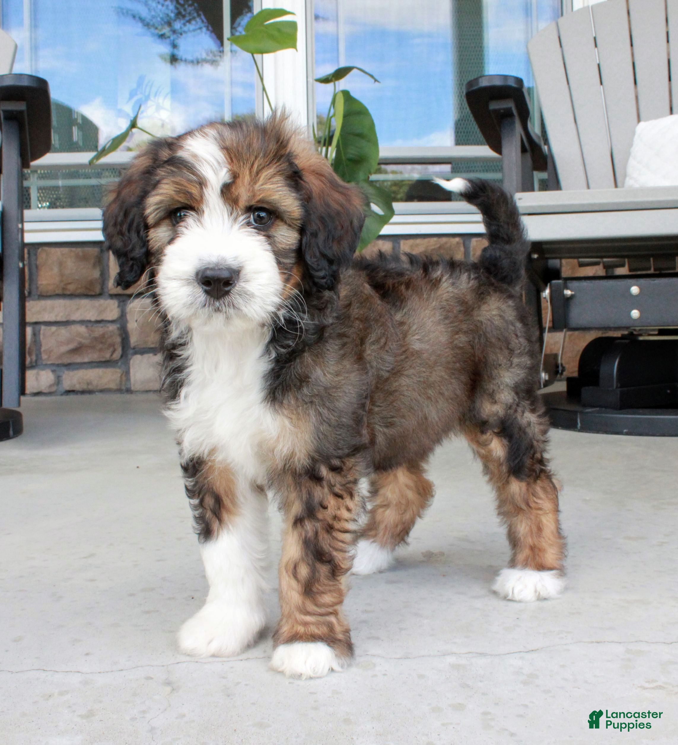 Bernedoodle dogs Chloe  - Ad 1