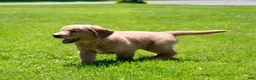 Golden Retriever dogs for sale: Rover - Ad 3