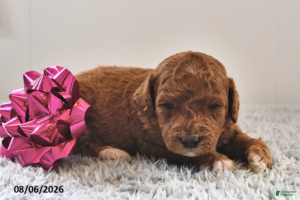 Mini Goldendoodle dogs Bailey - Ad 2
