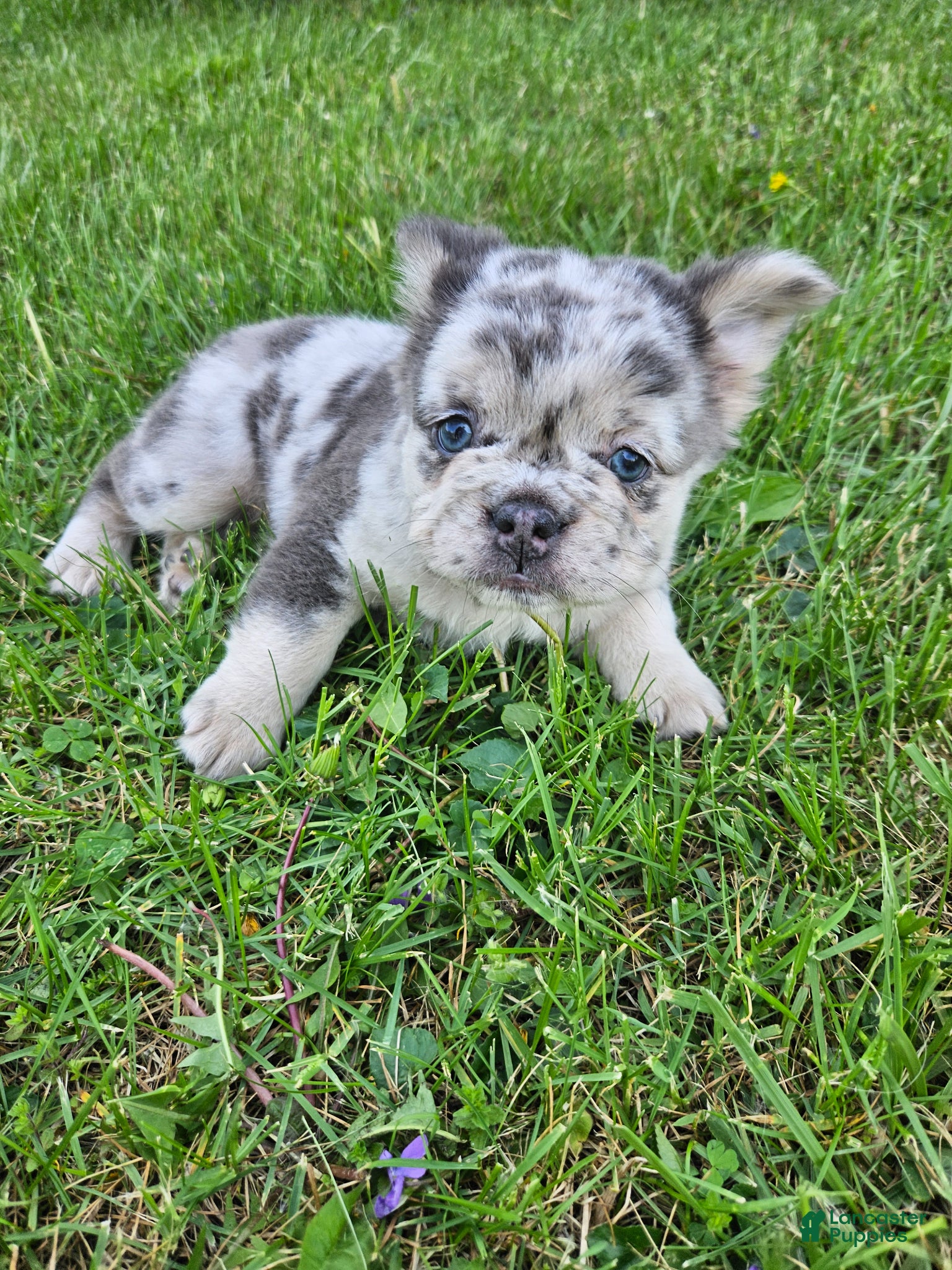 French Bulldog dogs Harlee - Ad 2