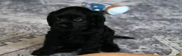 Cocker Spaniel dogs for sale: Coco - Ad 2