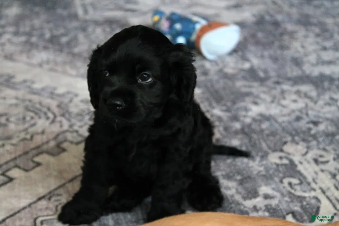 Cocker Spaniel dogs for sale: Coco - Ad 2
