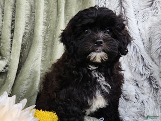 Shihpoo dogs - Ad 6