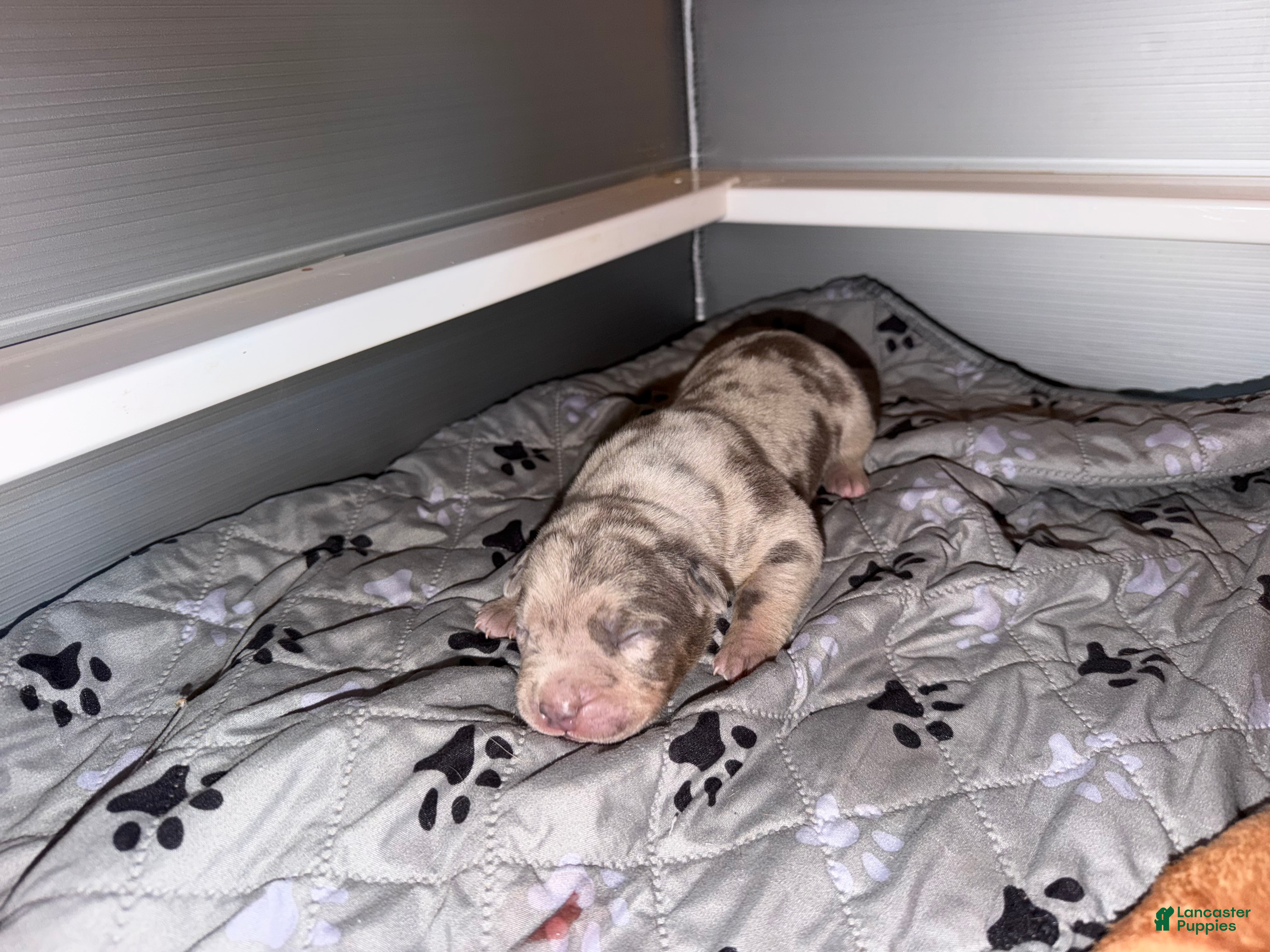 American Bully dogs Junior - Ad 1