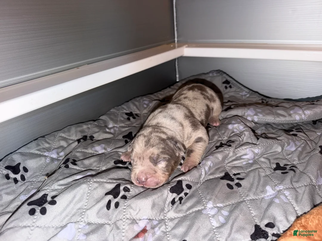 American Bully dogs for sale: Junior - Ad 1