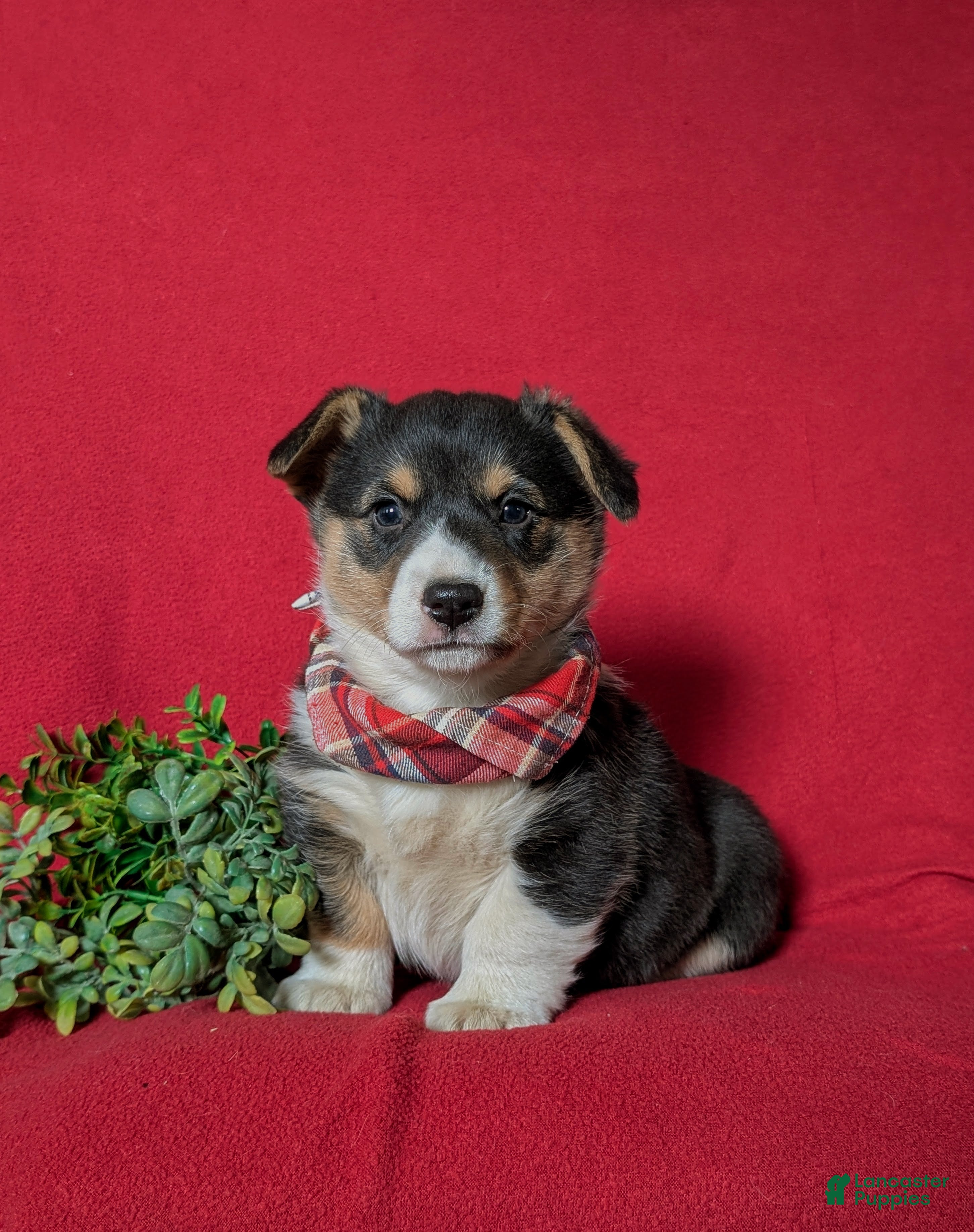 Welsh Corgi Pembroke dogs Garrity - Ad 1