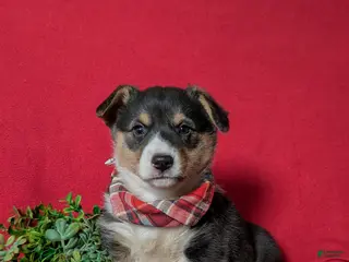 Welsh Corgi Pembroke dogs for sale: Garrity - Ad 4