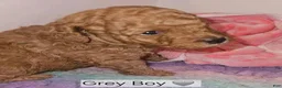 Toy Poodle dogs for sale: Toy Poodle 3 - Ad 2