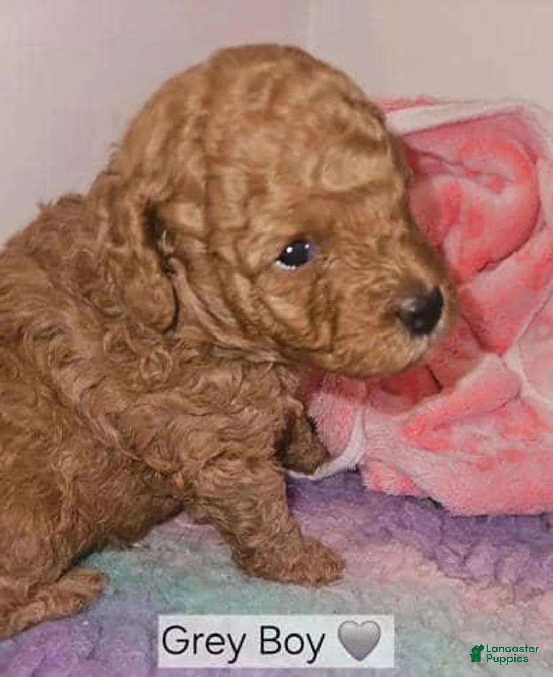 Toy Poodle dogs for sale: Toy Poodle 3 - Ad 2