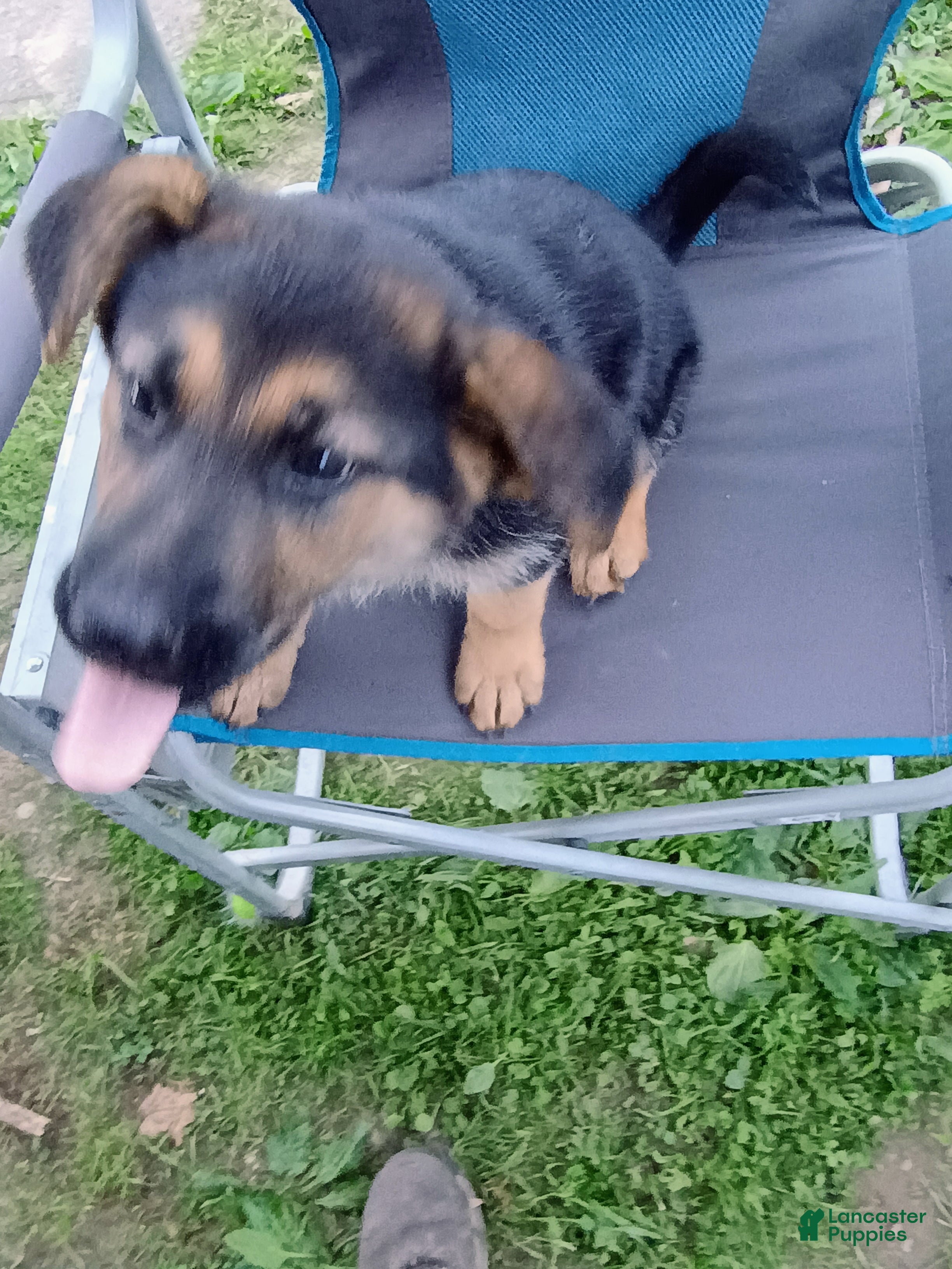 German Shepherd dogs Nova - Ad 36