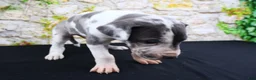 Great Dane dogs for sale: Cujo - Ad 22