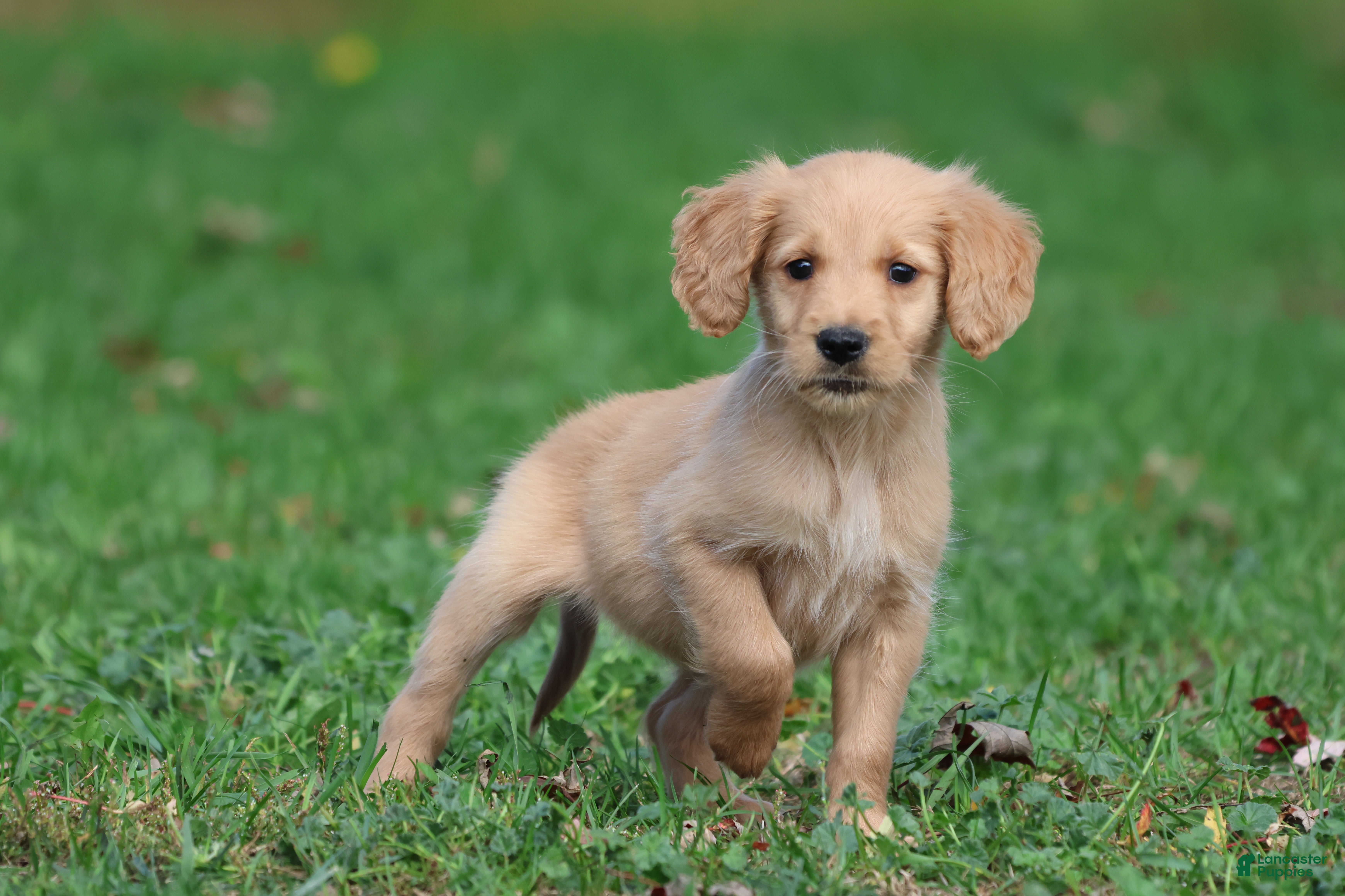 Maize (Golden Retriever, Female) in Newaygo, MI