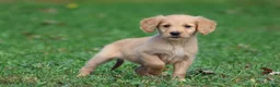 Golden Retriever dogs for sale: Maize - Ad 1