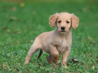 Golden Retriever dogs Maize - Ad 1