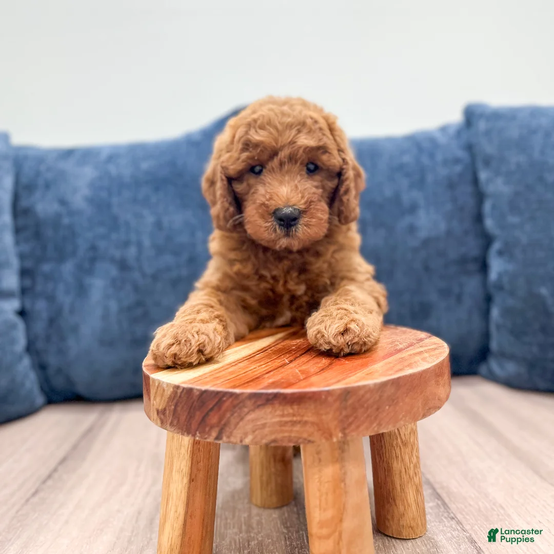 Mini Goldendoodle dogs for sale: Sage - Ad 2