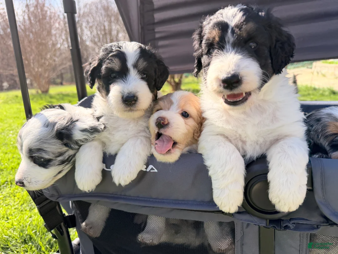 Aussiedoodle dogs for sale: Midnight - Ad 11
