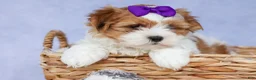 Teddy Bear dogs for sale: TRIXIE - Ad 6