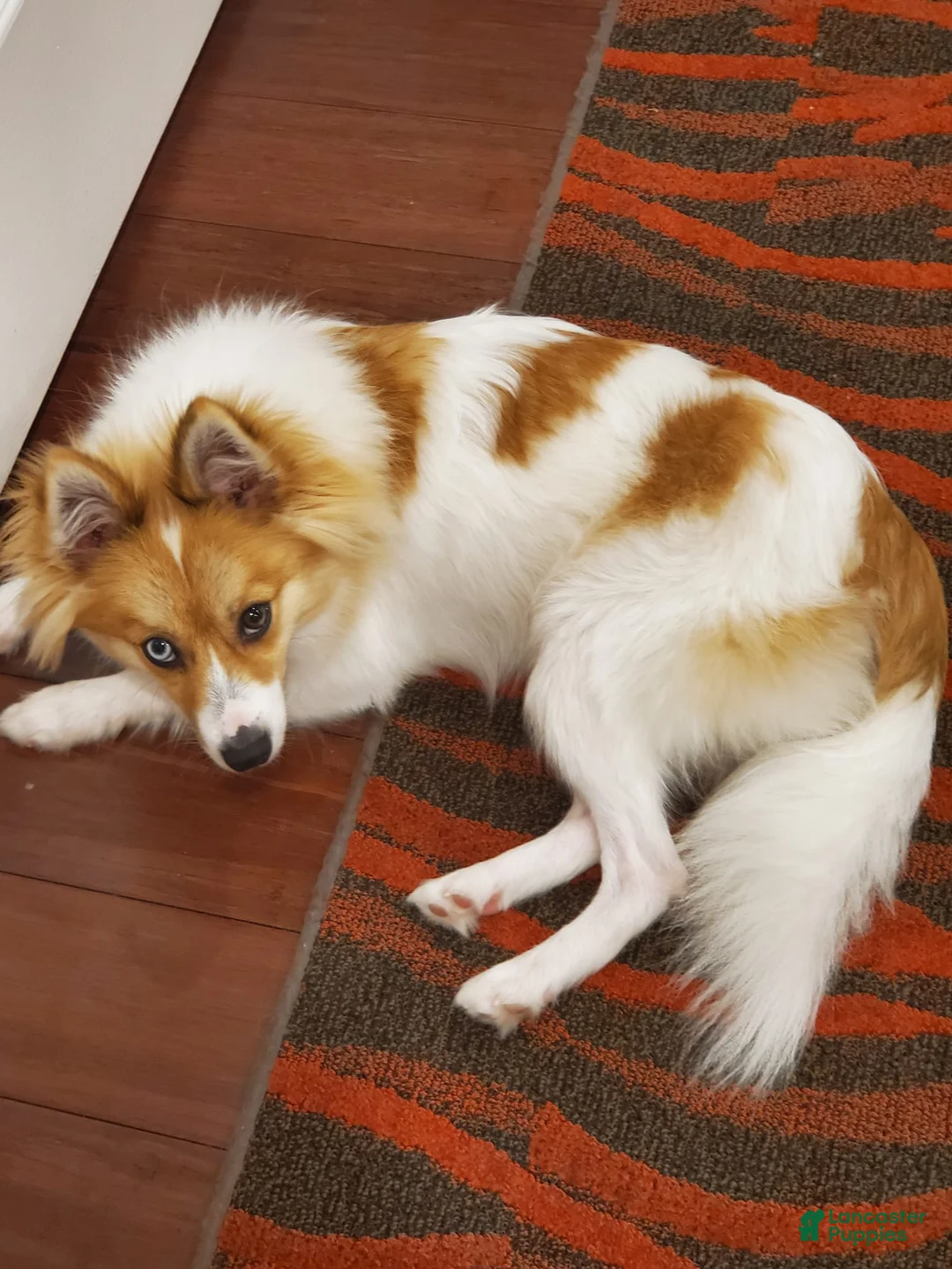 Gallery Image {{count}}