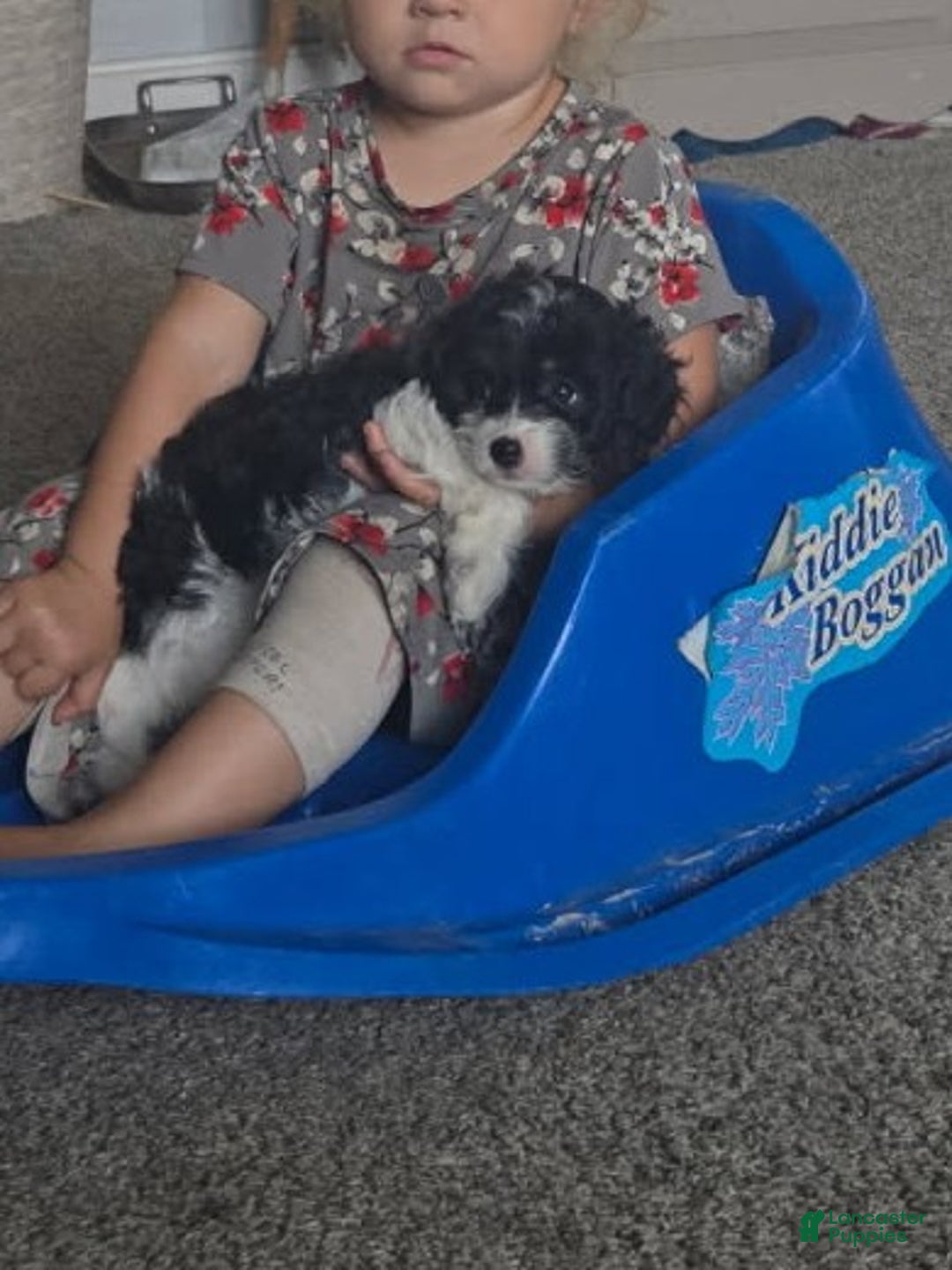 Cavapoo dogs for sale: Sasha - Ad 9