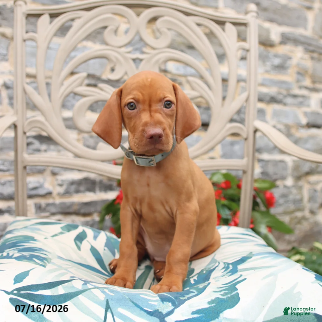 Vizsla dogs for sale: Raine - Ad 3