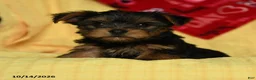 Yorkshire Terrier dogs for sale: Chanel - Ad 1