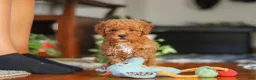 Miniature Poodle dogs for sale: Fiona - Ad 6