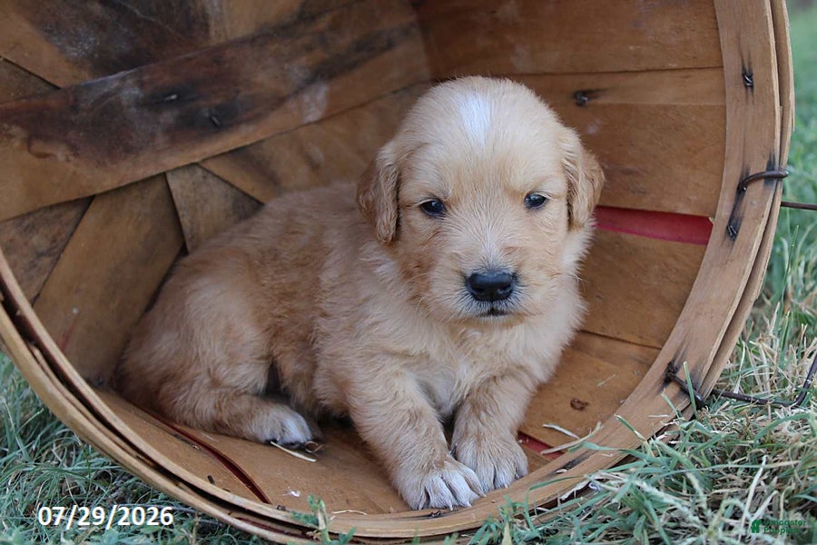 Golden Retriever dogs Charlie - Ad 31