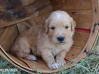 Golden Retriever dogs Charlie - Ad 31