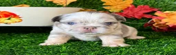 French Bulldog dogs for sale: Twix  - Ad 29