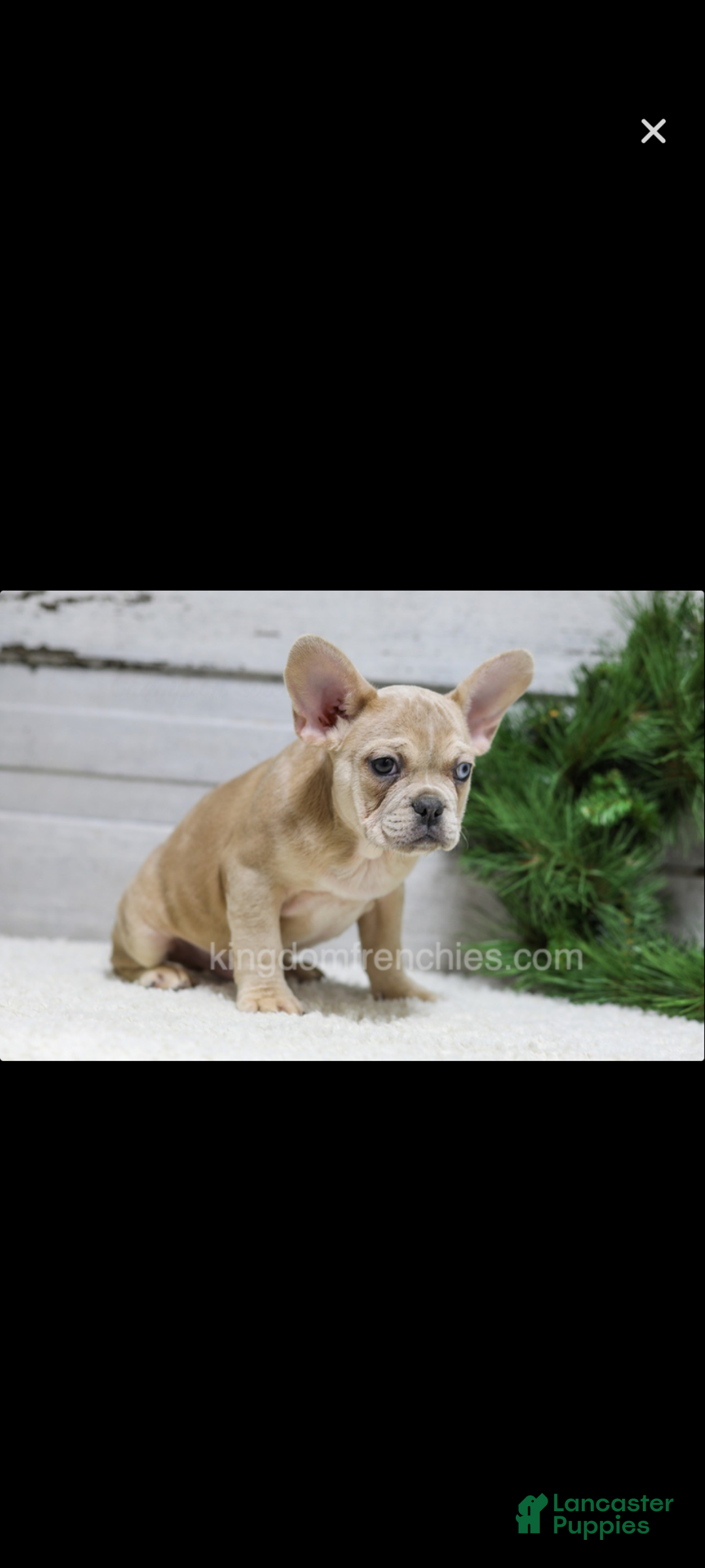 French Bulldog dogs for sale: Chase - Ad 1