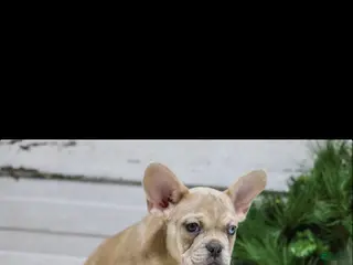 French Bulldog dogs Chase - Ad 8