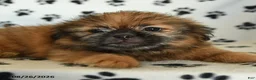 Shih Tzu dogs for sale: Zeke - Ad 4