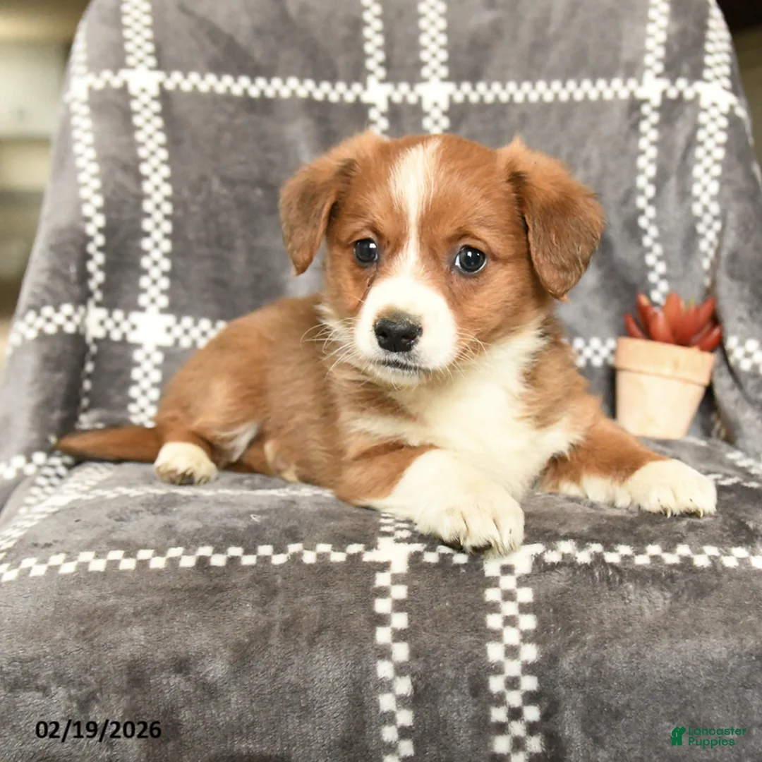 Mixed Breed dogs for sale: Lady - Ad 4