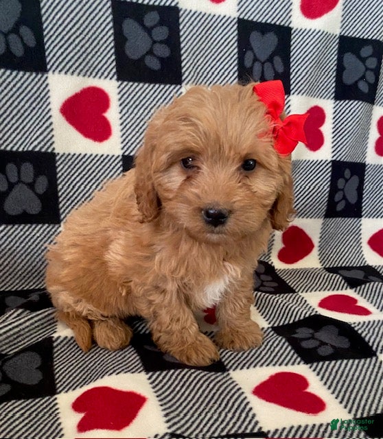 Mini Goldendoodle dogs Daisy- smallest in litter - Ad 2