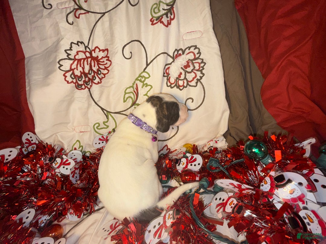 Great Dane dogs for sale: Vicky - Ad 7