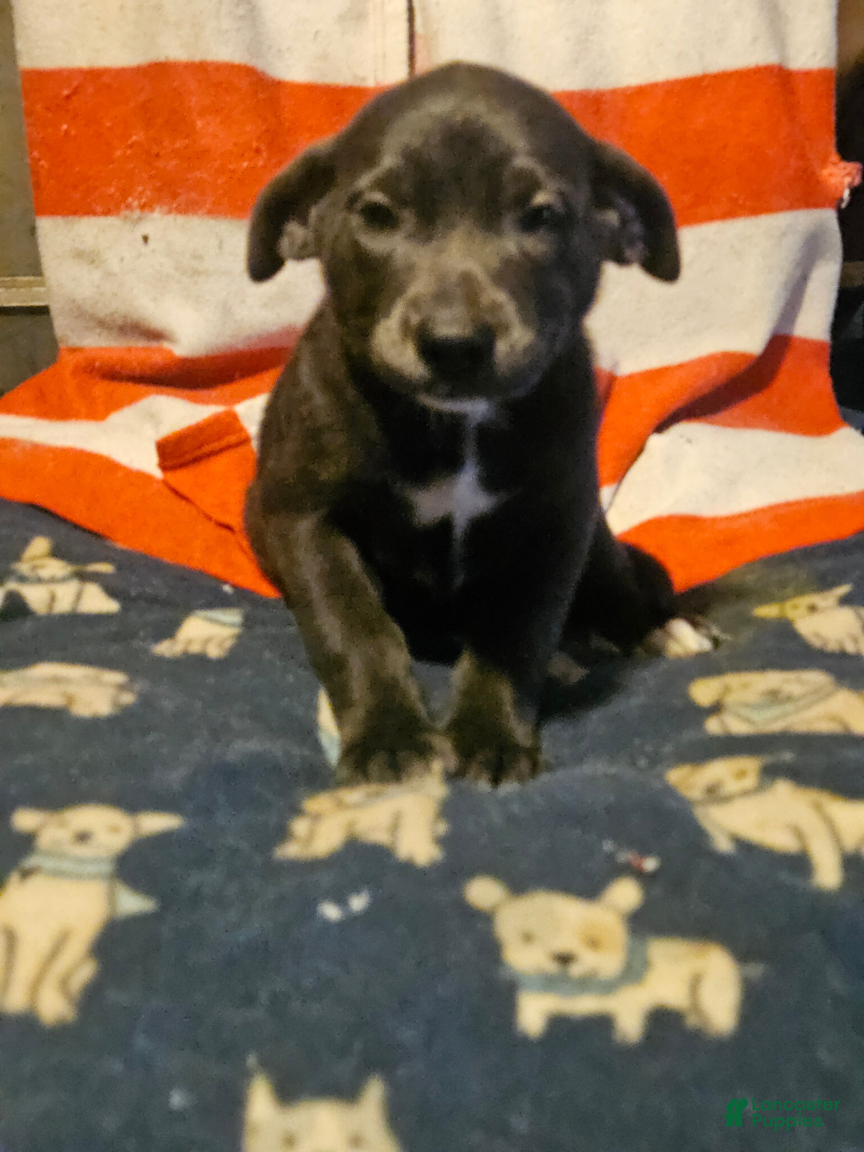 Border Collie dogs Filly "LILAC" w/Blue Eyes! - Ad 2