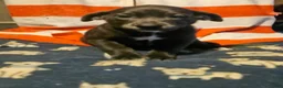 Border Collie dogs for sale: Filly "LILAC" w/Blue Eyes! - Ad 19