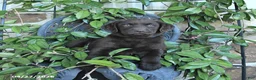 Labrador Retriever dogs for sale: Moose - Ad 3