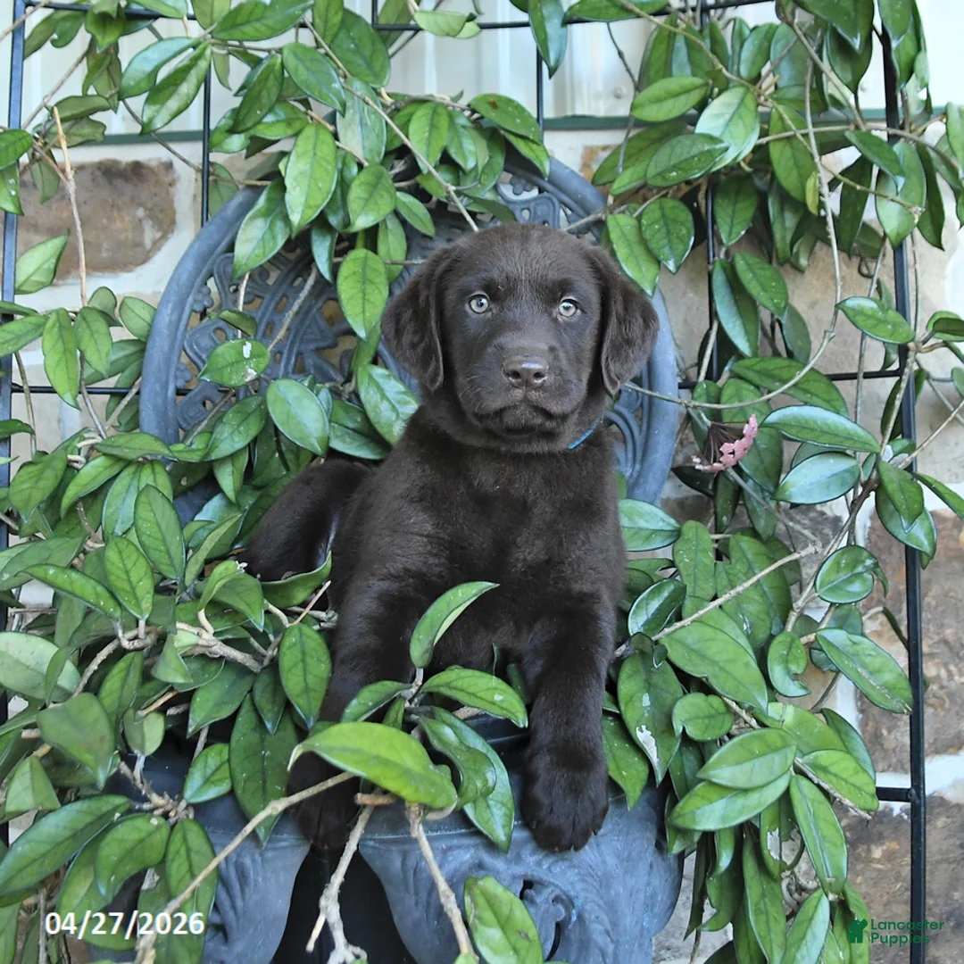Labrador Retriever dogs for sale: Moose - Ad 3