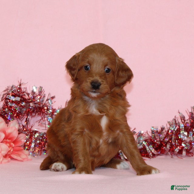 Mini Goldendoodle dogs Allen - Ad 31