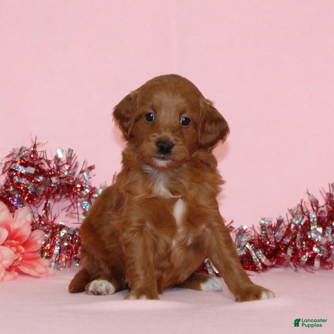 Mini Goldendoodle dogs for sale: Allen - Ad 1
